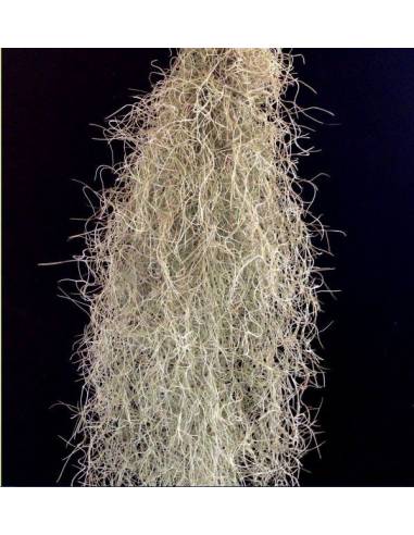 Tillandsia Usneoides Ecoterrazas