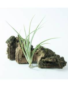 Tillandsia Toropiensis 2