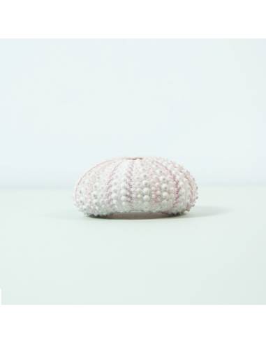 Sea Urchin pink small