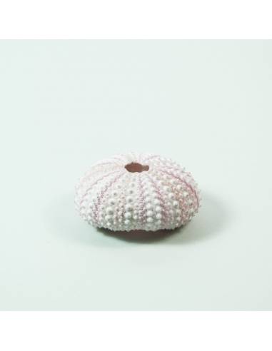 Sea Urchin pink small