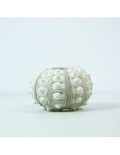 Erizo blanco relieve