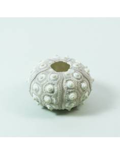 Erizo blanco relieve 2