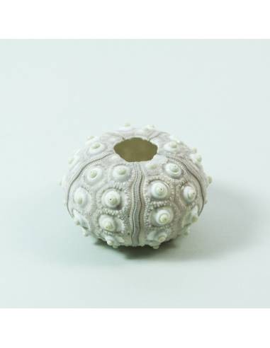 Textured White Sea Urchin