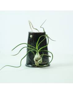 Tile hanging Brown Bulbosa