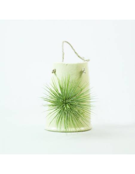 Tile hanging yellow Fuchsii Gracilis