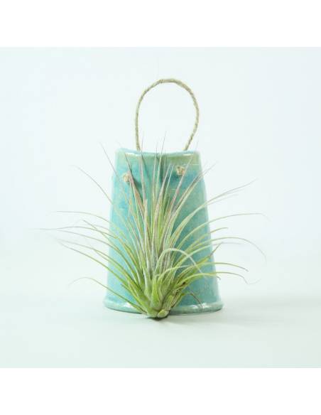 Tile hanging blue Ionantha Rosea