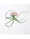 Bulbosa pink Sea Urchin