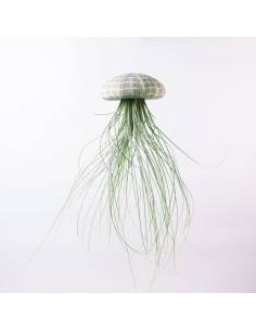 Large Sea Urchin Juncea