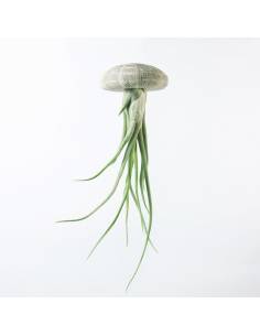 Erizo grande Caput Medusae