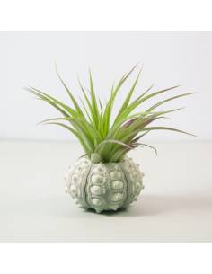 Erizo blanco Brachycaulos Abdida