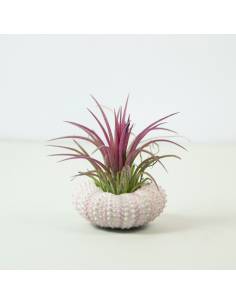 Erizo rosa Ionantha Fuego