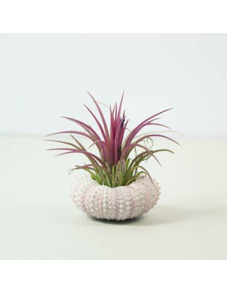 Erizo rosa Ionantha Fuego