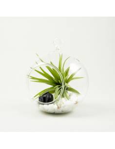Terrario bubble pequeño 10 cm.