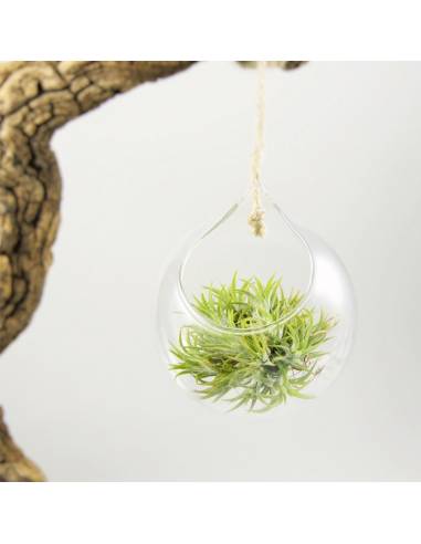 Terrario natur colgar