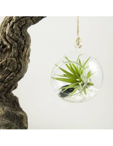 Terrario bubble pequeño 10 cm.