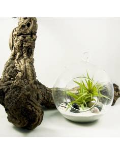 Terrario bubble grande 20 cm. 2