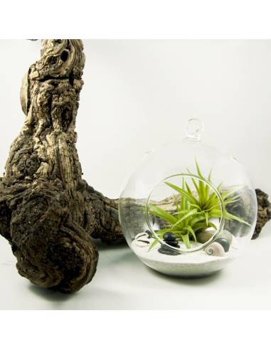 Terrario bubble grande 20 cm.