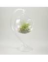 Terrario bubble vidrio marconae clump