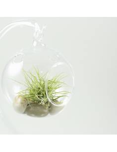 Terrario bubble vidrio marconae clump 2