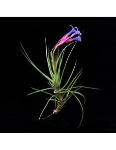 Tillandsia Tenuifolia Ecoterrazas 2