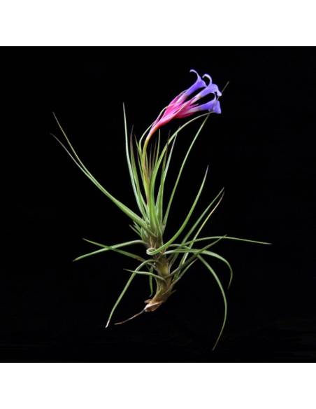 Tillandsia Tenuifolia Ecoterrazas