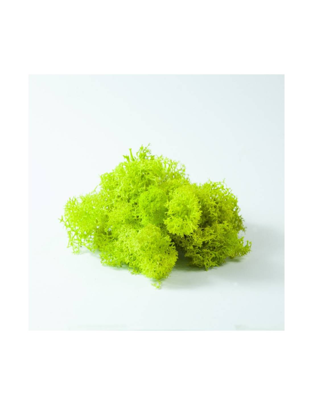 Lemon green Lichen