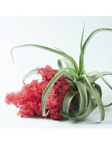 Liquen rojo