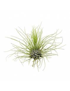 Tillandsia Fuchsii Gracilis Ecoterrazas 2