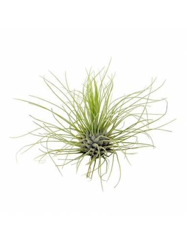 Argentea Tillandsia Ecoterrazas