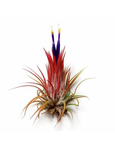 Tillandsia Ionantha Ionantha Ecoterrazas