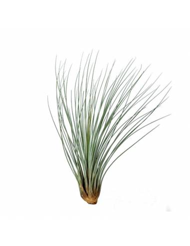 Tillandsia Juncea Ecoterrazas