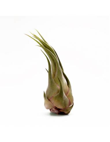 Tillandsia Seleriana Ecoterrazas