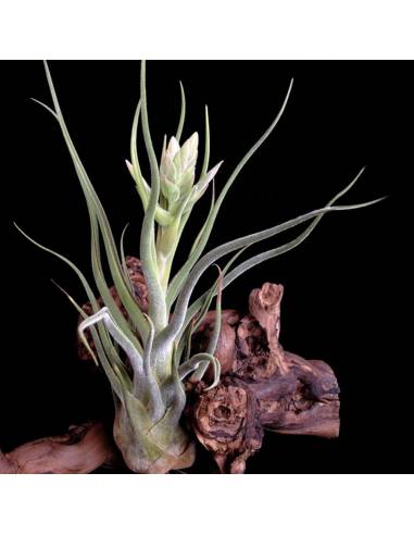 Tillandsia Seleriana Ecoterrazas