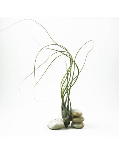 Butzii Tillandsia Ecoterrazas