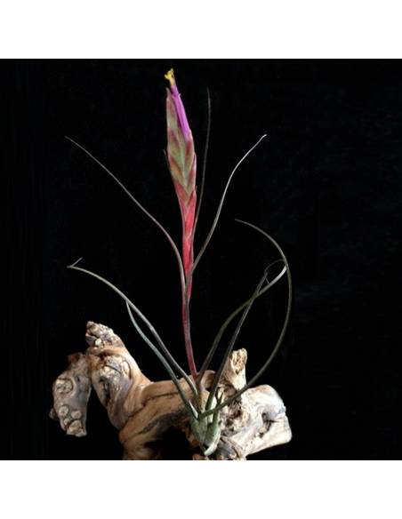 Tillandsia Butzii Ecoterrazas