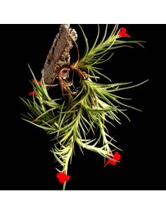 Tillandsia Albertiana Pulk Ecoterrazas 2