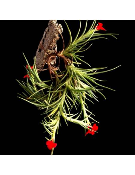 Tillandsia Albertiana Pulk Ecoterrazas
