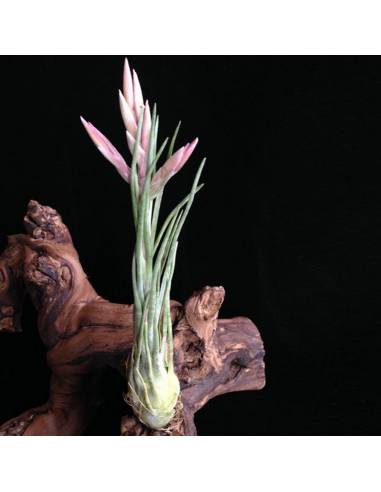 Tillandsia Arizae-Juliae Ecoterrazas