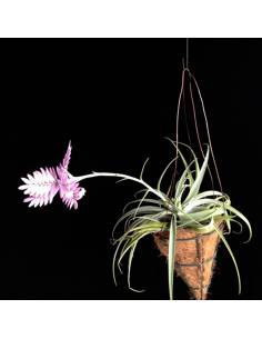 Tillandsia Cacticola Ecoterrazas 2