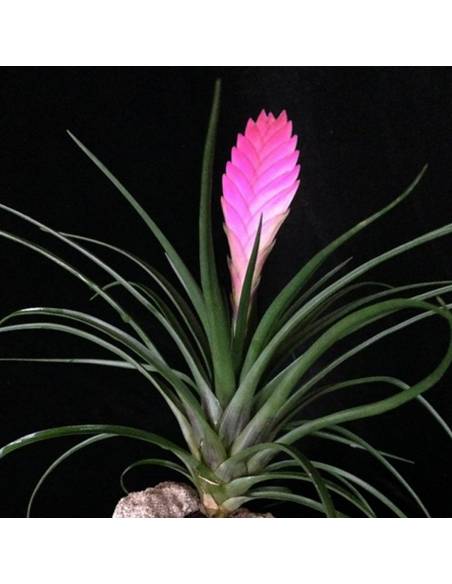 Cyanea Tillandsia Ecoterrazas