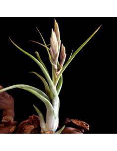 Circinata Tillandsia Ecoterrazas 2
