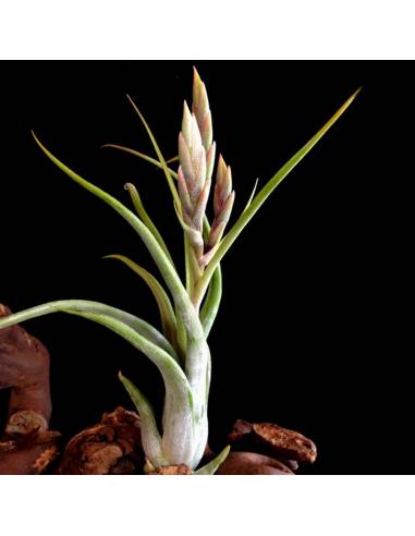 Circinata Tillandsia Ecoterrazas