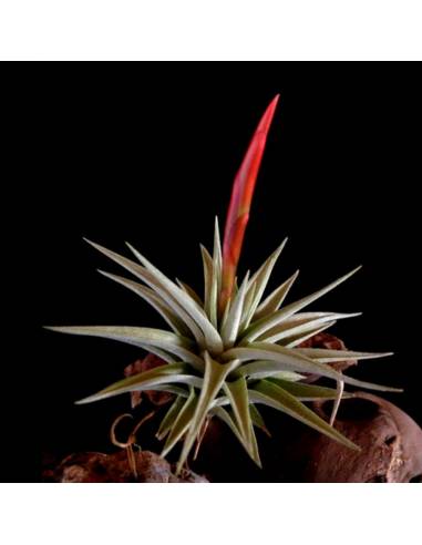Tillandsia Espinosae Ecoterrazas
