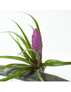 Cyanea Tillandsia Ecoterrazas 2