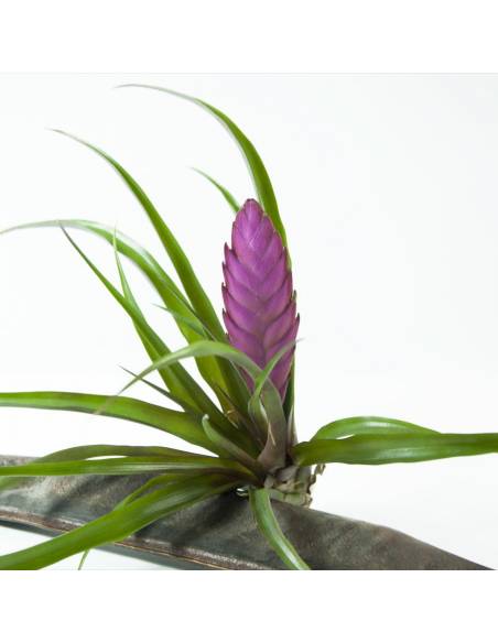 Cyanea Tillandsia Ecoterrazas