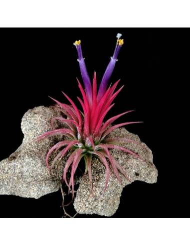 Tillandsia Ionantha Fuego Ecoterrazas