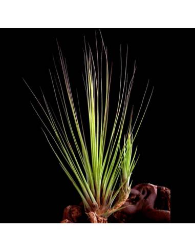Tillandsia Juncifolia Ecoterrazas
