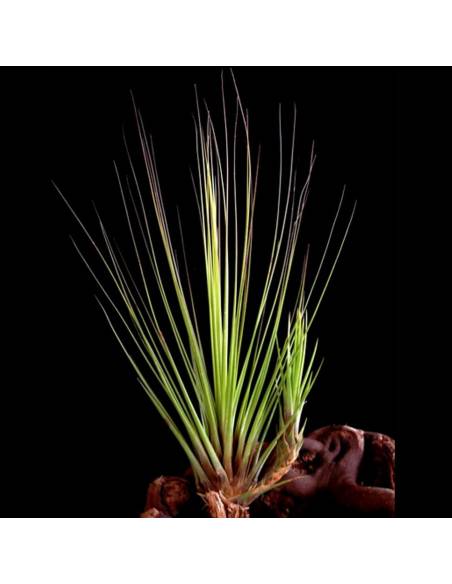 Tillandsia Juncifolia Ecoterrazas