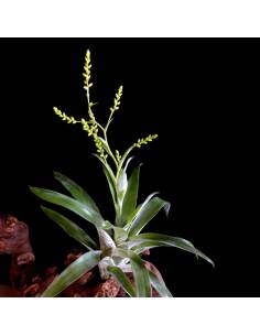 Morreniana catopsis Tillandsia Ecoterrazas 2