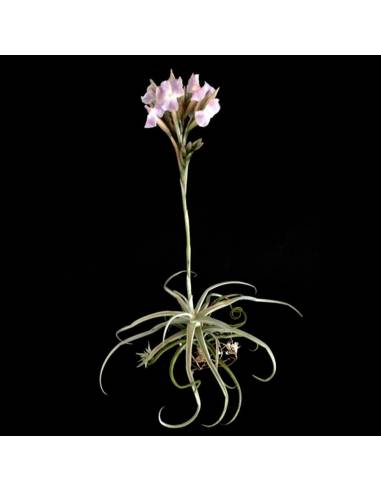 Reichenbachii Tillandsia Ecoterrazas